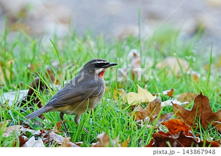 ノゴマ 秋の草地にたたずむ野鳥 ノゴマ 秋の草地にたたずむ野鳥 143867948