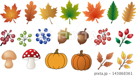 Large autumn collection featuring colorful leaves pumpkins mushrooms acorns and wild berries isolated on white background Large autumn collection featuring colorful leaves pumpkins mushrooms acorns and wild berries isolated on white background 143868361