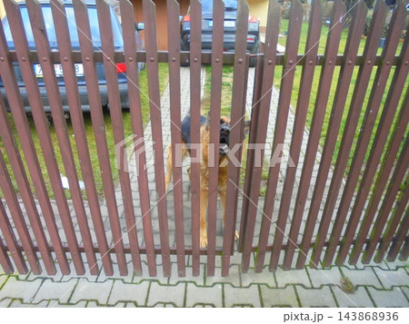 German Shepherd guard dog behind wooden fence at suburban driveway, daytime 143868936