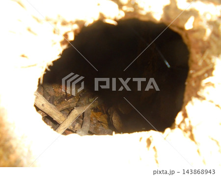 Hollow tree trunk interior with leaf litter on forest floor in daylight Hollow tree trunk interior with leaf litter on forest floor in daylight 143868943