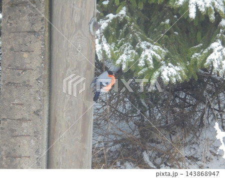 Eurasian bullfinch male on wooden post beside snow-covered spruce in winter 143868947