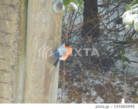 Eurasian bullfinch male perched on wooden post in snowy woodland 143868948