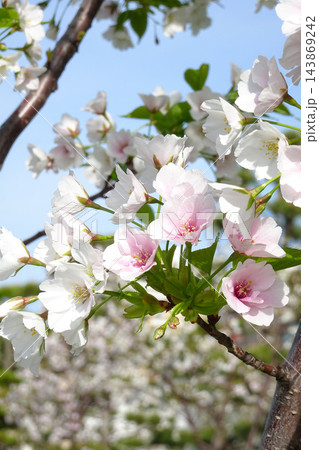春の日差しを浴びる満開の桜 春の日差しを浴びる満開の桜 143869242