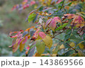 紅葉した葉 143869566