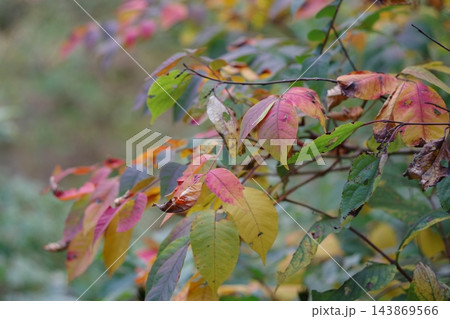 紅葉した葉 紅葉した葉 143869566