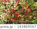 紅葉した葉 143869567