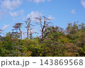 秋の青空と樹木と紅葉 143869568