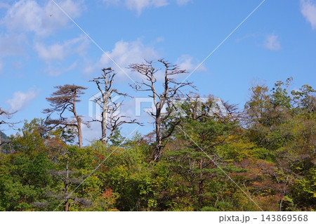 秋の青空と樹木と紅葉 143869568