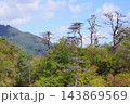 秋の青空と樹木と紅葉 143869569