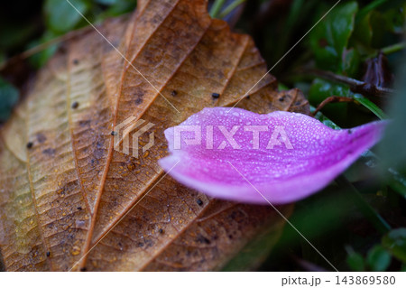 雨に濡れた秋明菊の花 143869580