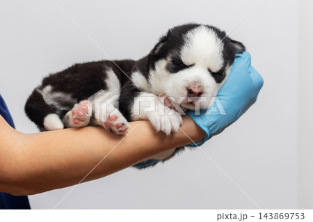 Newborn husky puppy sleeping in veterinarian's arms Newborn husky puppy sleeping in veterinarian's arms 143869753