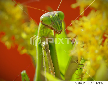 セイタカアワダチソウで獲物を待ち伏せするカマキリ赤背景 セイタカアワダチソウで獲物を待ち伏せするカマキリ赤背景 143869972