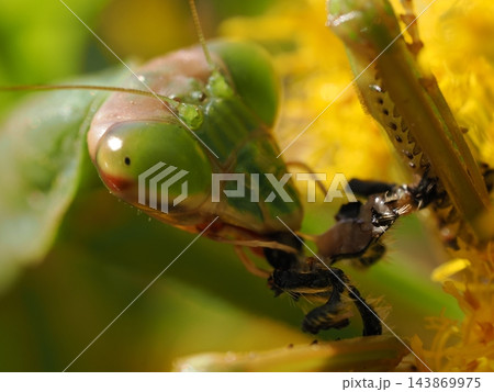 セイタカアワダチソウで獲物を待ち伏せするカマキリ セイタカアワダチソウで獲物を待ち伏せするカマキリ 143869975
