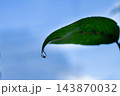 葉っぱから落ちる雫 143870032