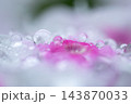 花びらの上の雫 143870033
