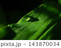 葉についた水滴 143870034