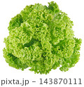 Fresh Green Lettuce Head, Isolated On Transparent Background, Png. Vibrant Lettuce With Crisp Leaves Perfect For Salad Or Healthy Meal Preparation, Showcasing Freshness And Quality. 143870111