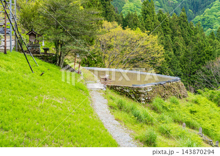 【重要伝統的建造物群保存地区】東祖谷山村落合　初夏の風景　里道と水田2　徳島県三好市 143870294
