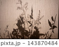 モノクロな木の陰 143870484