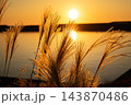 夕日に照らされるススキ 143870486