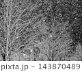 雪降る森 143870489