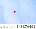 雪上のサザンカ 143870491