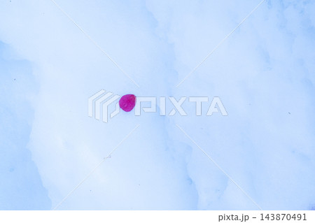 雪上のサザンカ 雪上のサザンカ 143870491