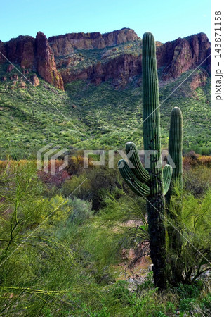 Salt River Recreation Area Arizona Salt River Recreation Area Arizona 143871158