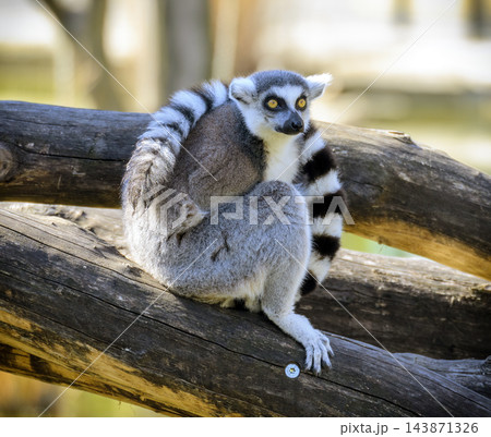 tailed lemur sitting on a branch 143871326