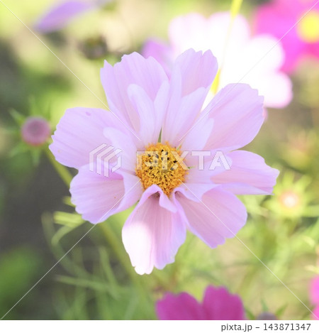 ピンク色の美しいコスモス 筒状の花びら ピンク色の美しいコスモス 筒状の花びら 143871347