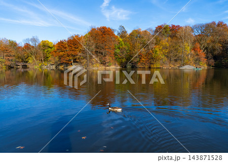 Central park in autumn. Autumn landscape with duck in pond. Fall nature landscape. Beautiful pond in Central Park. Autumn nature duck. Seasonal fall landscape. Park autumn scenic fall 143871528