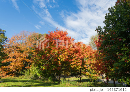 Autumn nature in Central park. Seasonal fall landscape. Park autumn tree and pond in New York. Scenic fall. Central park in autumn. Autumn landscape with pond. Fall nature landscape. Walk in nature Autumn nature in Central park. Seasonal fall landscape. Park autumn tree and pond in New York. Scenic fall. Central park in autumn. Autumn landscape with pond. Fall nature landscape. Walk in nature 143871612