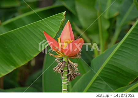 Ornamental Banana, Musa laterita Ornamental Banana, Musa laterita 143872052