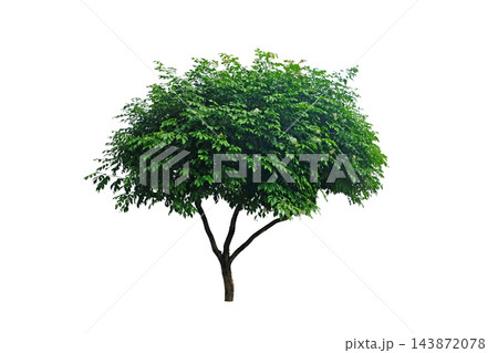 Murraya Exotica "Orange Jasmine" 143872078