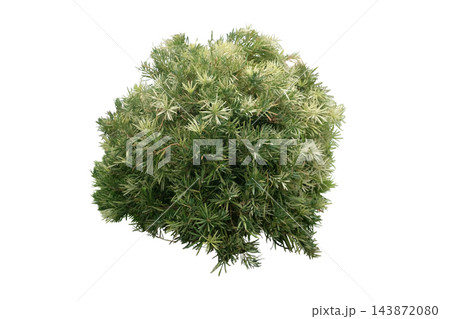 Roman candle podocarpus plant Podocarpus variegated, Evergreen Variegated Shrub Roman candle podocarpus plant Podocarpus variegated, Evergreen Variegated Shrub 143872080