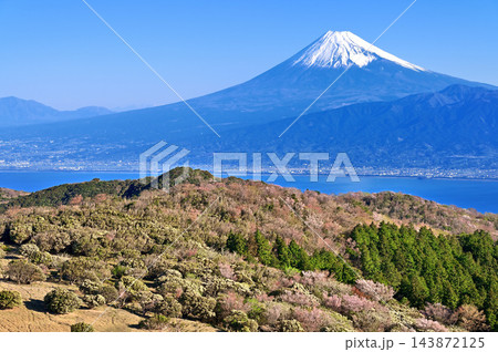 伊豆半島の伊豆山稜線歩道 金冠山山頂から望む富士山と春色の山稜 伊豆半島の伊豆山稜線歩道 金冠山山頂から望む富士山と春色の山稜 143872125