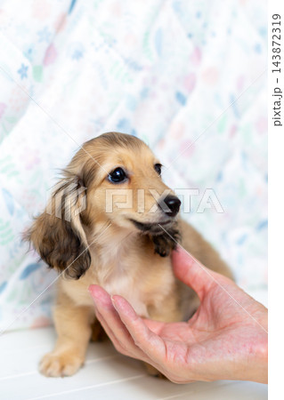 カニンヘンダックスの仔犬 カニンヘンダックスの仔犬 143872319