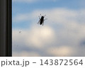 The silhouette of a fly on a dirty windowpane, set against a pale blue sky and clouds beyond the glass 143872564