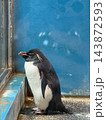 空を見上げるペンギン 143872593
