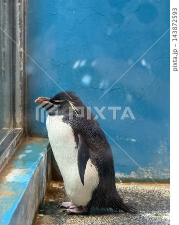 空を見上げるペンギン 空を見上げるペンギン 143872593