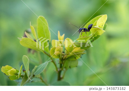 Macro view of a black carpenter ant standing on a young green leaf. Black insect crawling on plant foliage in a natural garden environment. Macro view of a black carpenter ant standing on a young green leaf. Black insect crawling on plant foliage in a natural garden environment. 143873182
