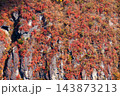 明智平から見る紅葉(栃木県日光市) 143873213
