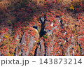 明智平から見る紅葉(栃木県日光市) 143873214