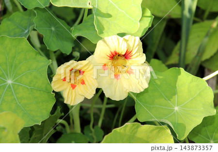 Two pale yellow nasturtium flowers in a garden flowerbed Two pale yellow nasturtium flowers in a garden flowerbed 143873357