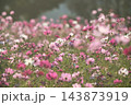 柔らかな光に包まれて咲きこぼれる上堰潟公園のコスモス畑 143873919