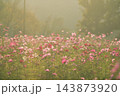 黄金色の夕光に包まれて幻想的に輝く上堰潟公園のコスモス畑 143873920
