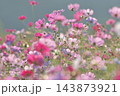 秋光を受けて花びらが透き通りキラキラと輝く上堰潟公園のコスモス 143873921