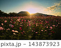 角田山に沈む夕日の美しい光芒と広大な上堰潟公園に咲き誇るコスモス畑 143873923