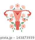 Female reproductive system with floral elements. Uterus illustration with flowers. Illustration. 143873939