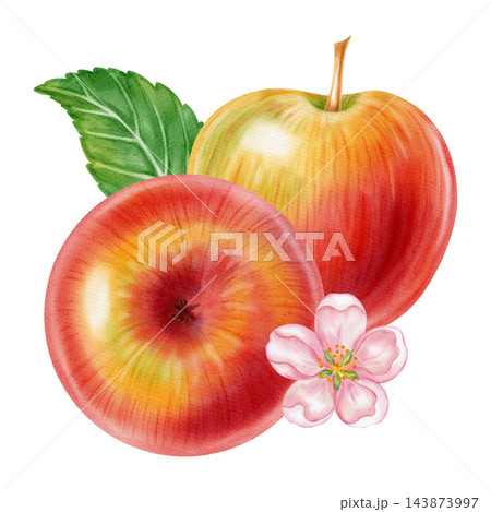 Watercolor illustration of fresh red apples, half apple, pink apple blossom flowers isolated on white background. Perfect for product logo, market posters, food packaging, textile patterns Watercolor illustration of fresh red apples, half apple, pink apple blossom flowers isolated on white background. Perfect for product logo, market posters, food packaging, textile patterns 143873997